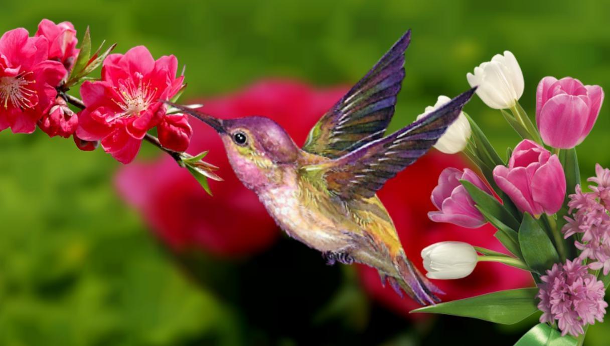 Spring Birds Wallpaper Picture. Quality Image on Animal Picture