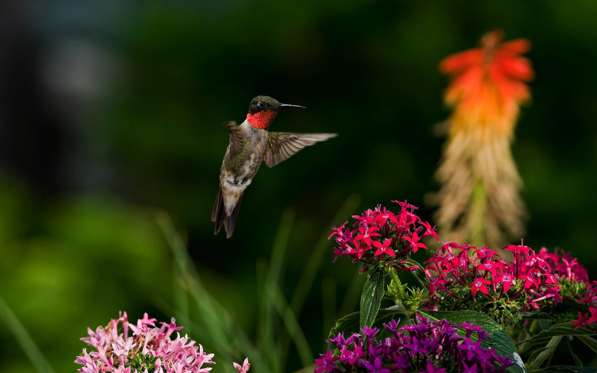 Spring Hummingbird Wallpaper