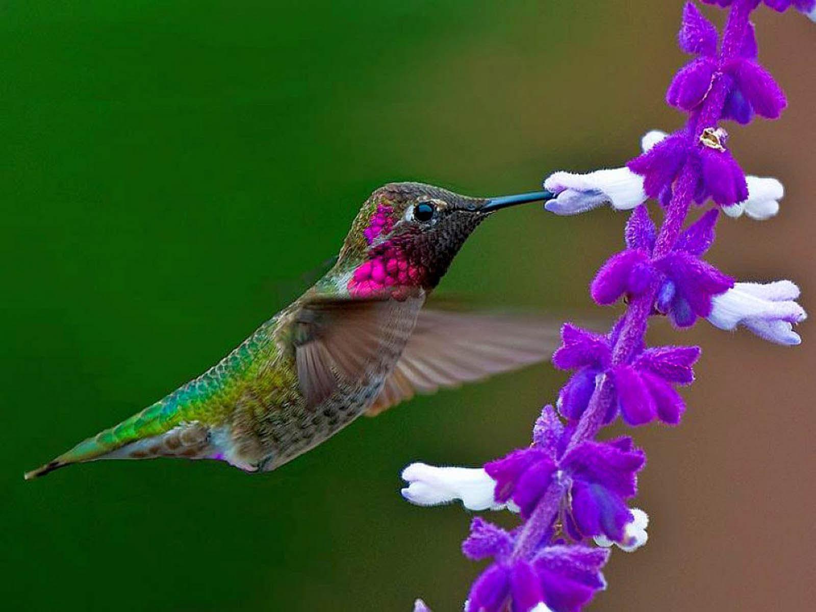 Colorful Hummingbirds HD Wallpaper Download