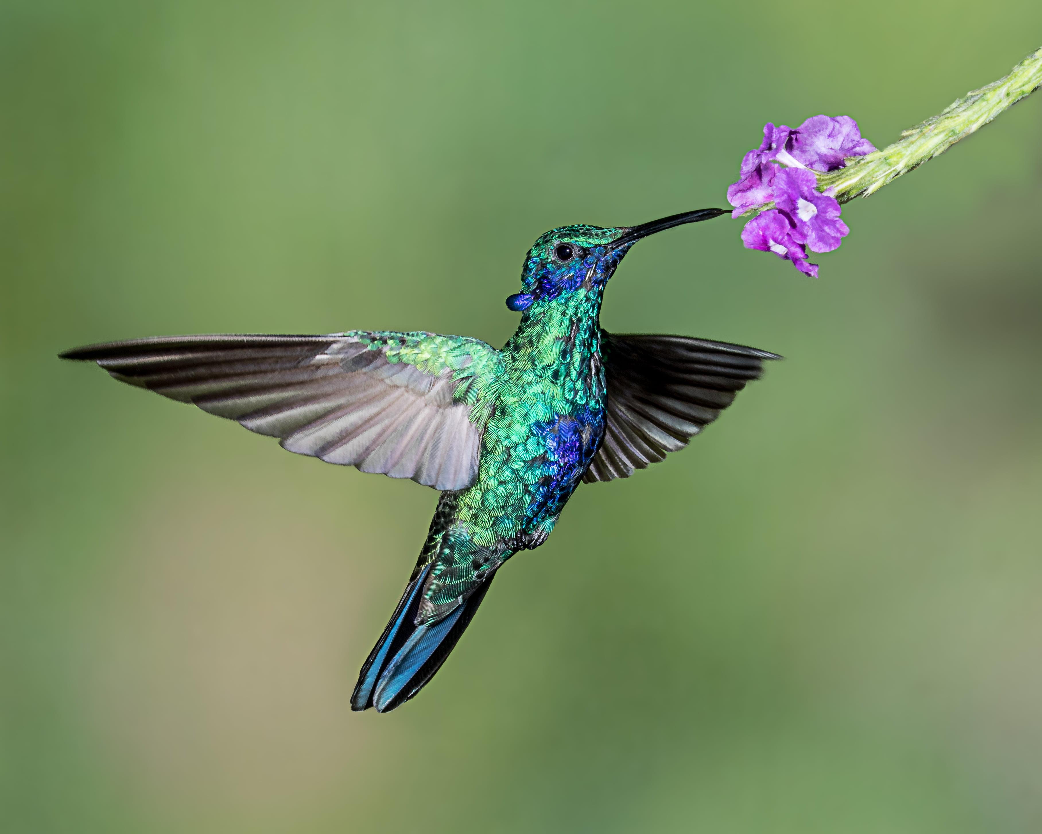 Macro photography of blue and green hummingbird perched on purple