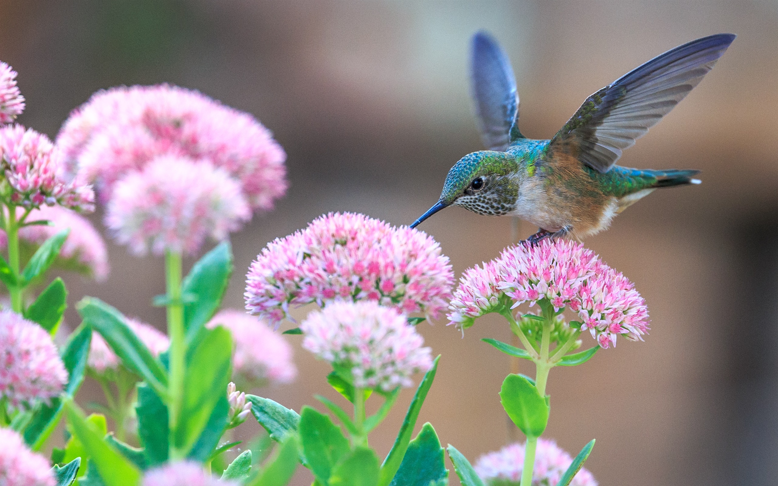 Hummingbirds And Pink Flowers 750x1334 IPhone 8 7 6 6S Wallpaper