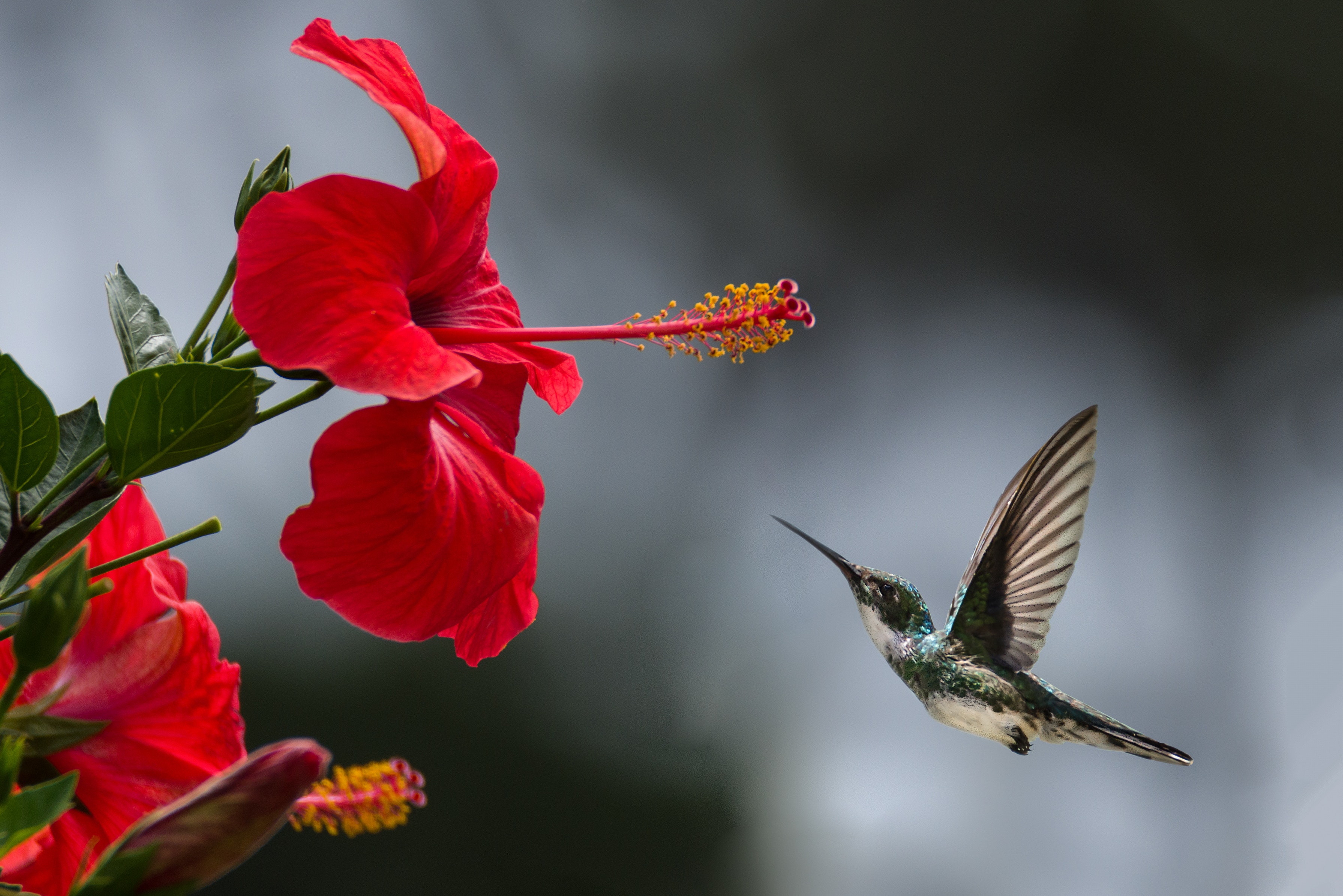 Brown Hummingbird Selective Focus Photography · Free