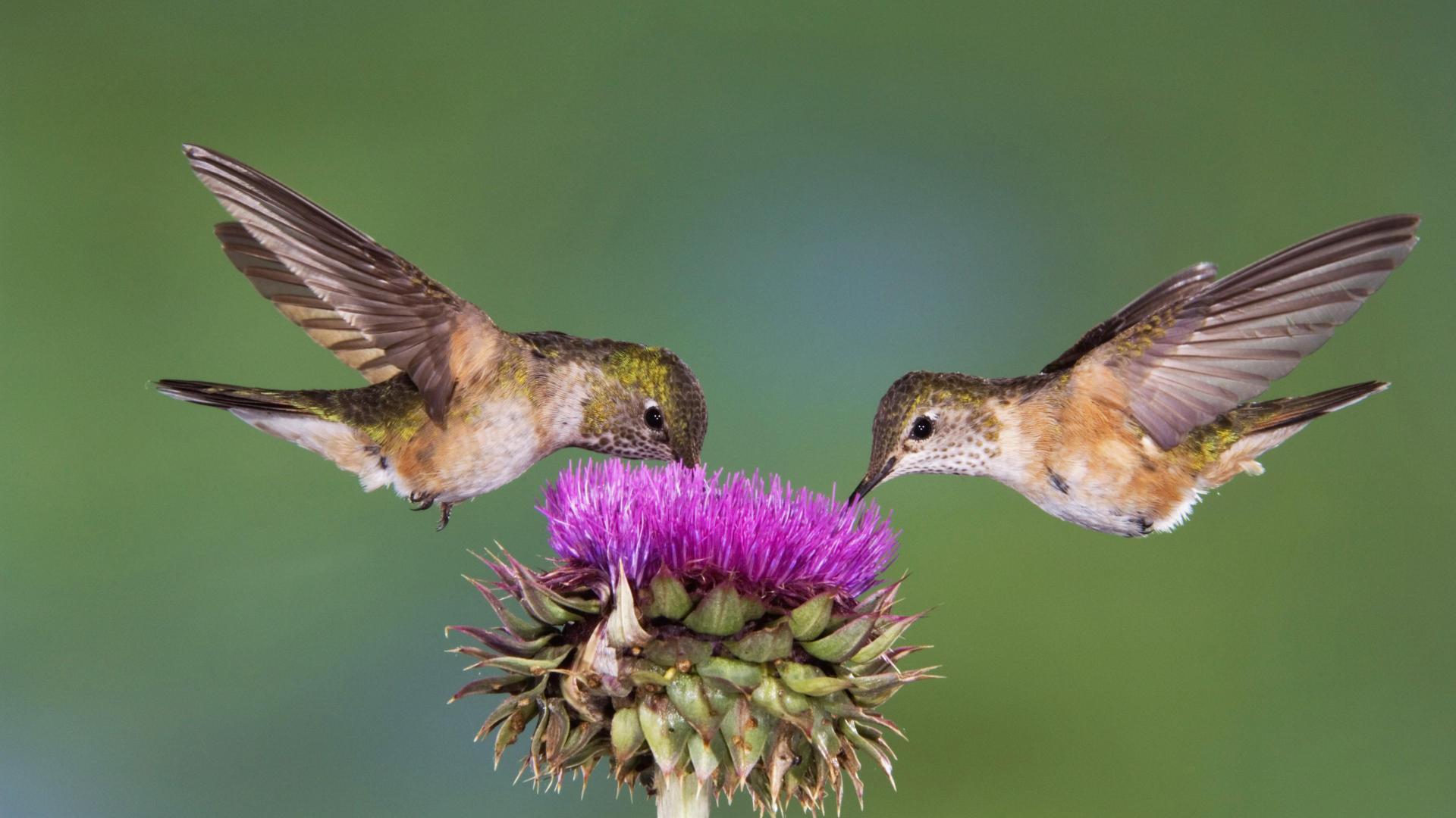 Hummingbird Videos