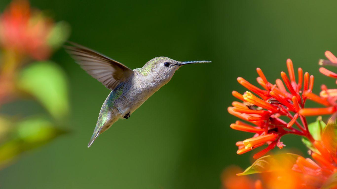 Zone 9 Hummingbird Plants: How To Attract Hummingbirds In Zone 9 Gardens