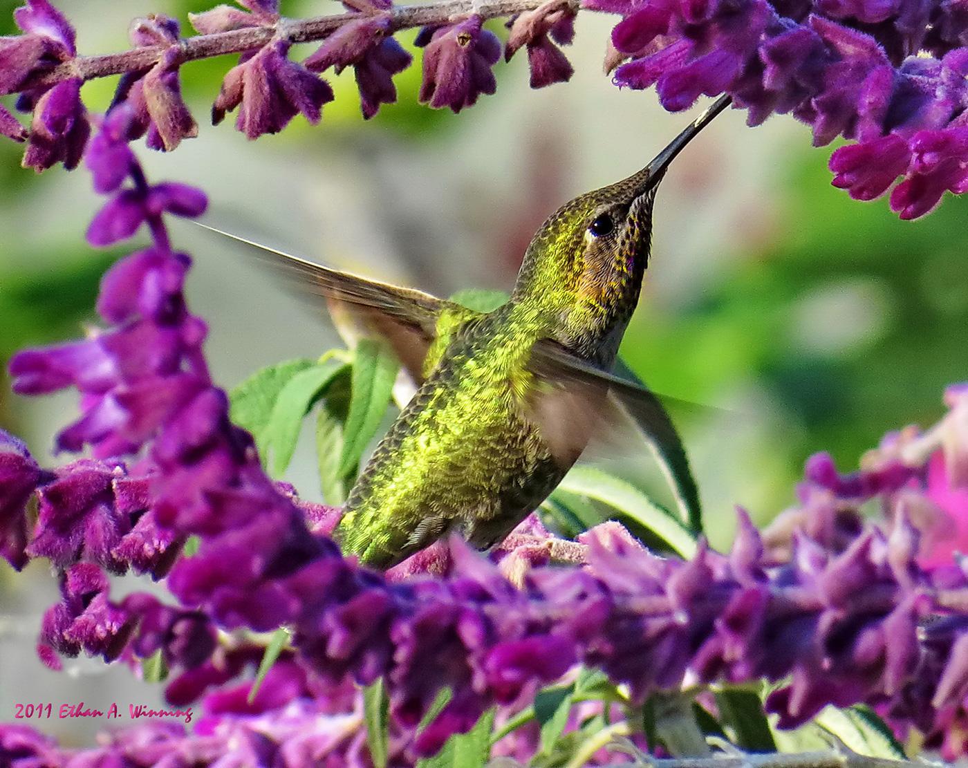 Things You Can Do to Attract Hummingbirds Bird Watcher's Digest