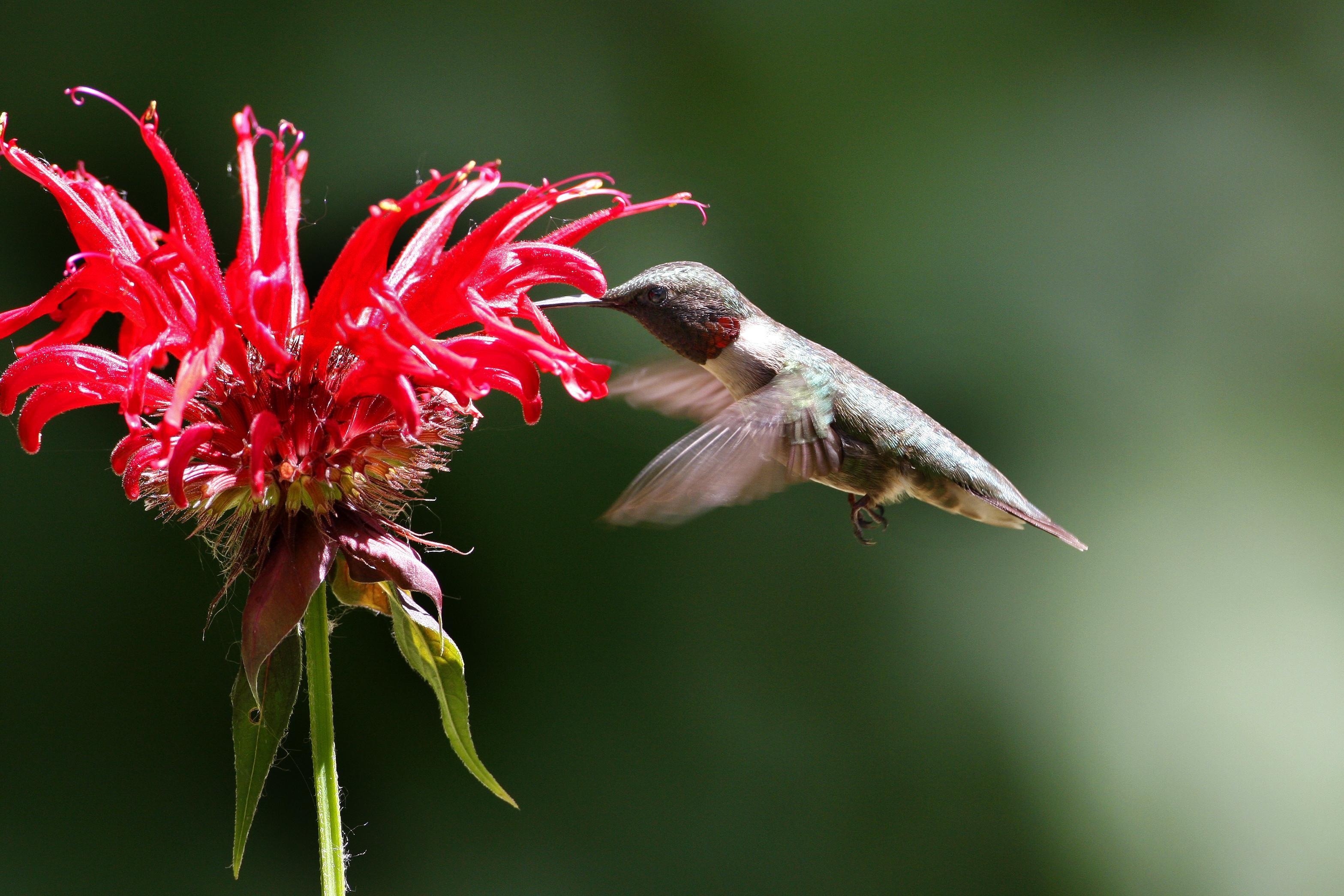 Flowers that help the hummingbirds feel right at home!