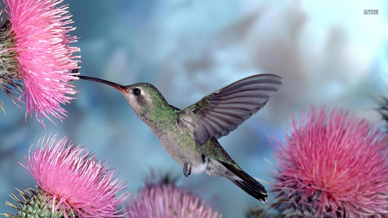 Bird Hummingbird wallpaper
