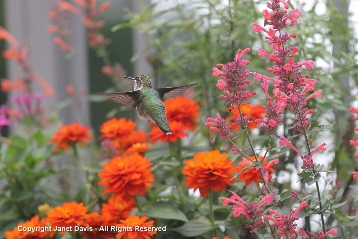 best flowers to attract hummingbirds. Janet Davis Explores Colour