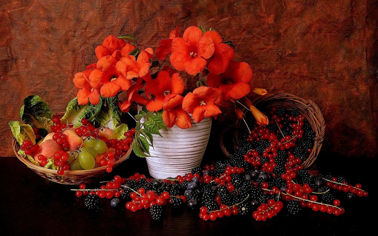 image Flower Grapes Currant Blackberry Food Berry Still Life