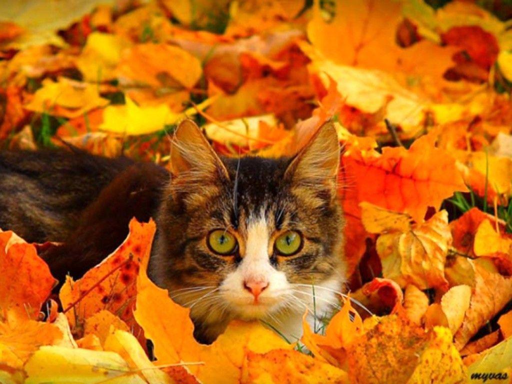 Kitten With Leaves Wallpaper