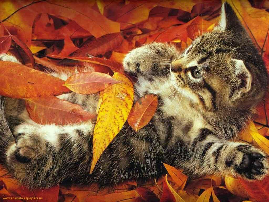 kitten in leaves Kittens Wallpaper
