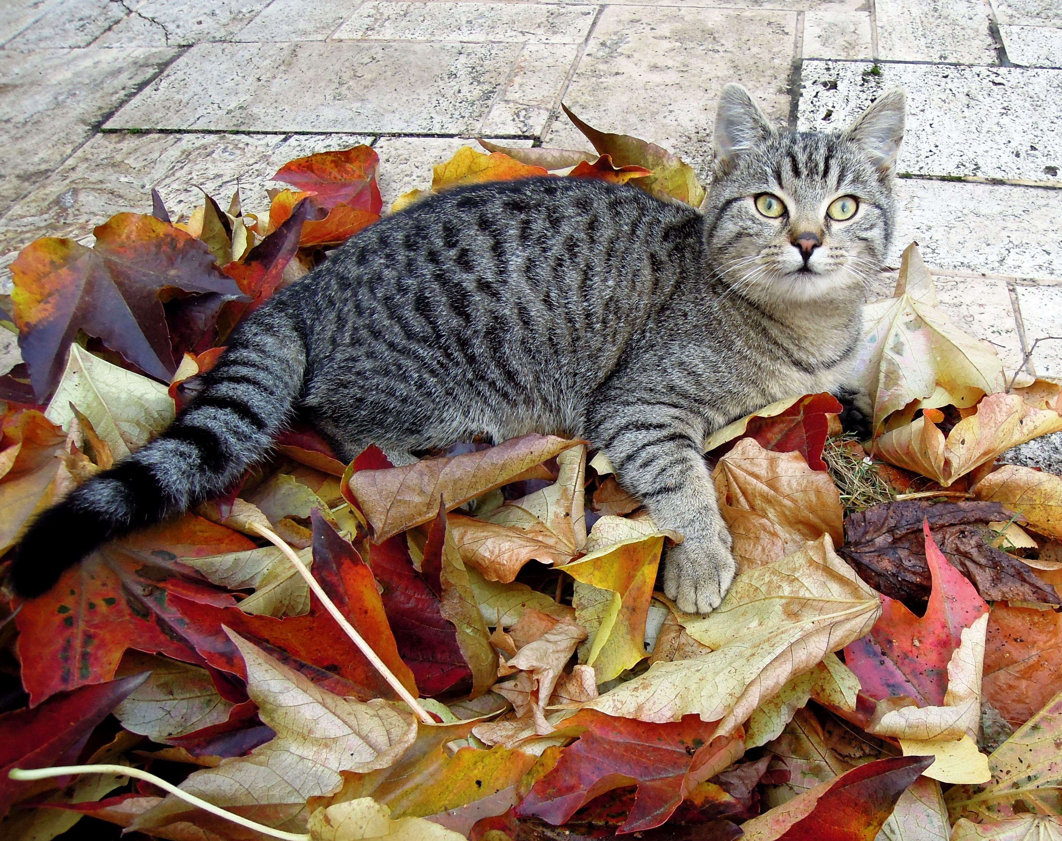 3066790 autumn, autumn leaves, cat, kitten, tabby wallpapers and.