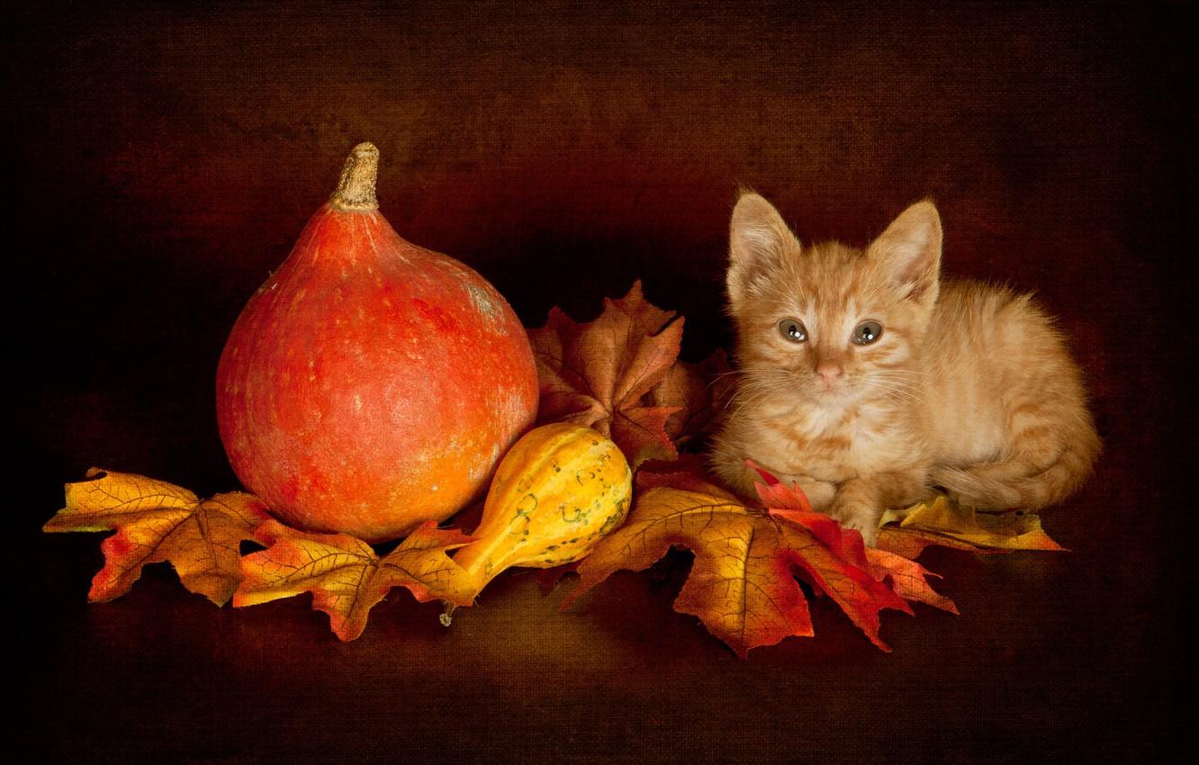 Kitten With Leaves Wallpapers - Wallpaper Cave
