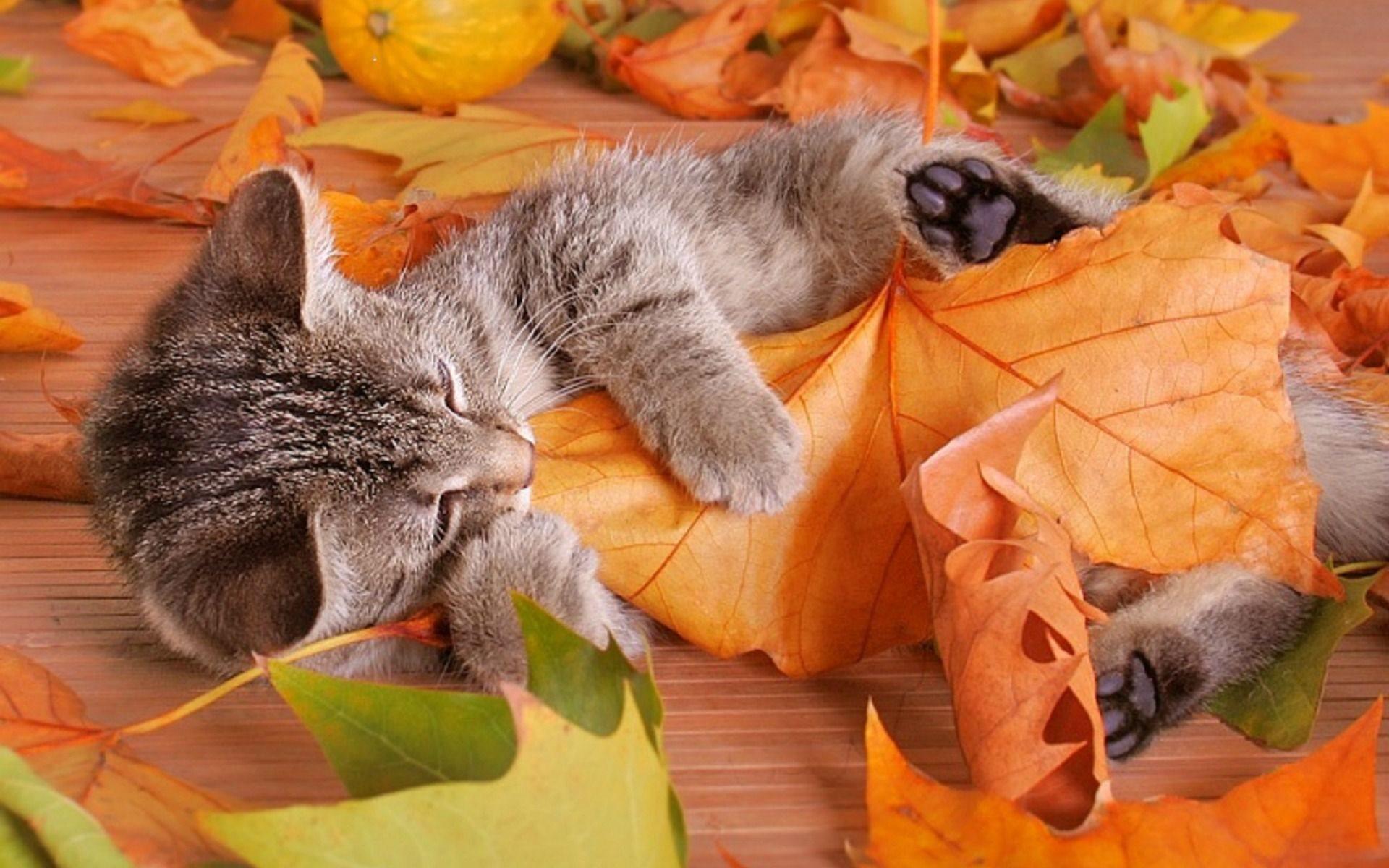 Download wallpaper leaves, autumn, grey kitten for desktop