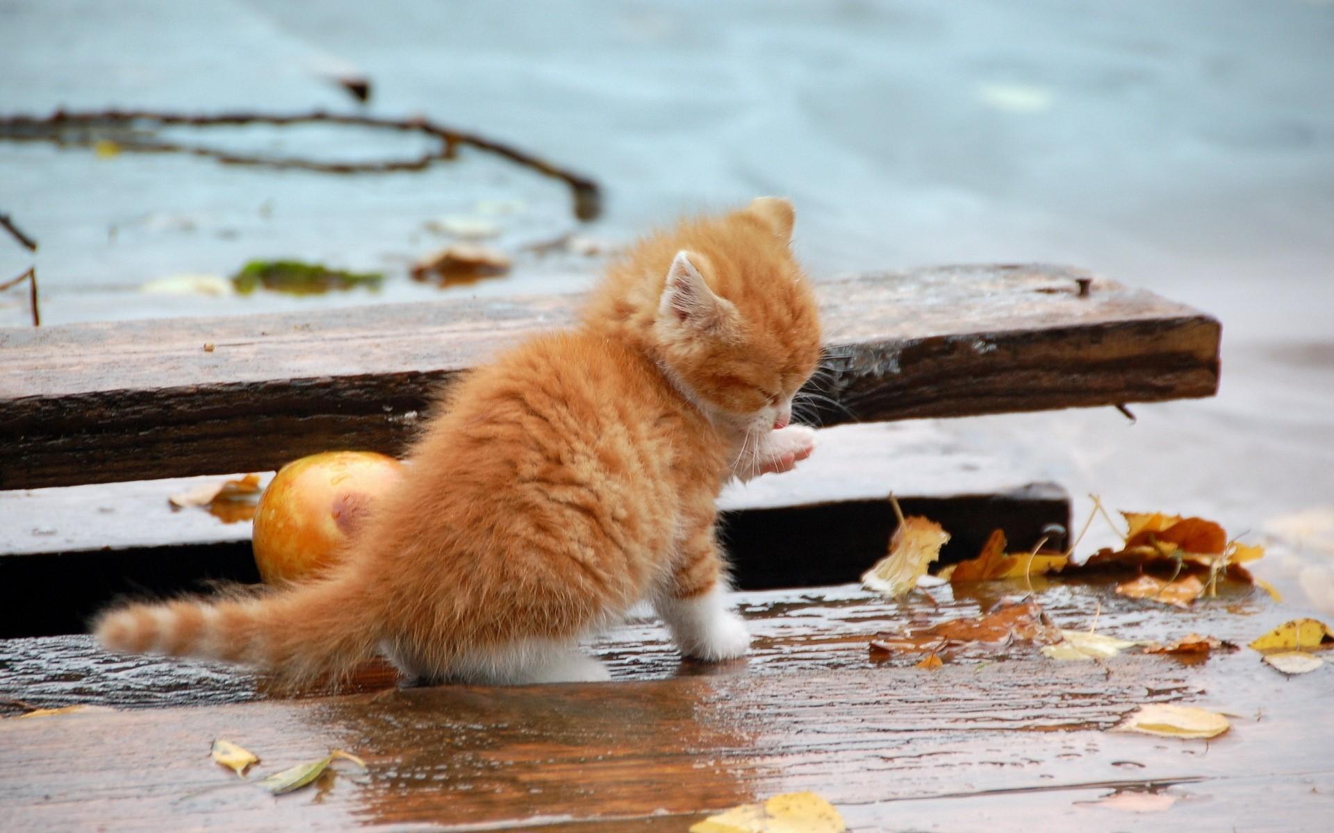 Kitten With Leaves Wallpapers - Wallpaper Cave