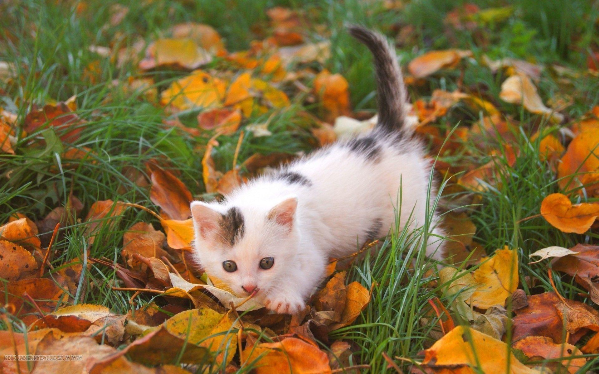 Kitten With Leaves Wallpapers - Wallpaper Cave