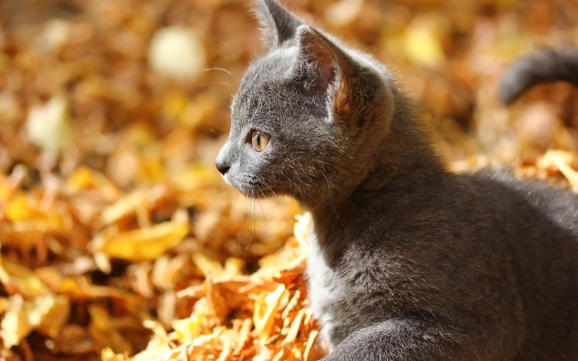 Download wallpapers small gray kitten, autumn, yellow leaves, cute.