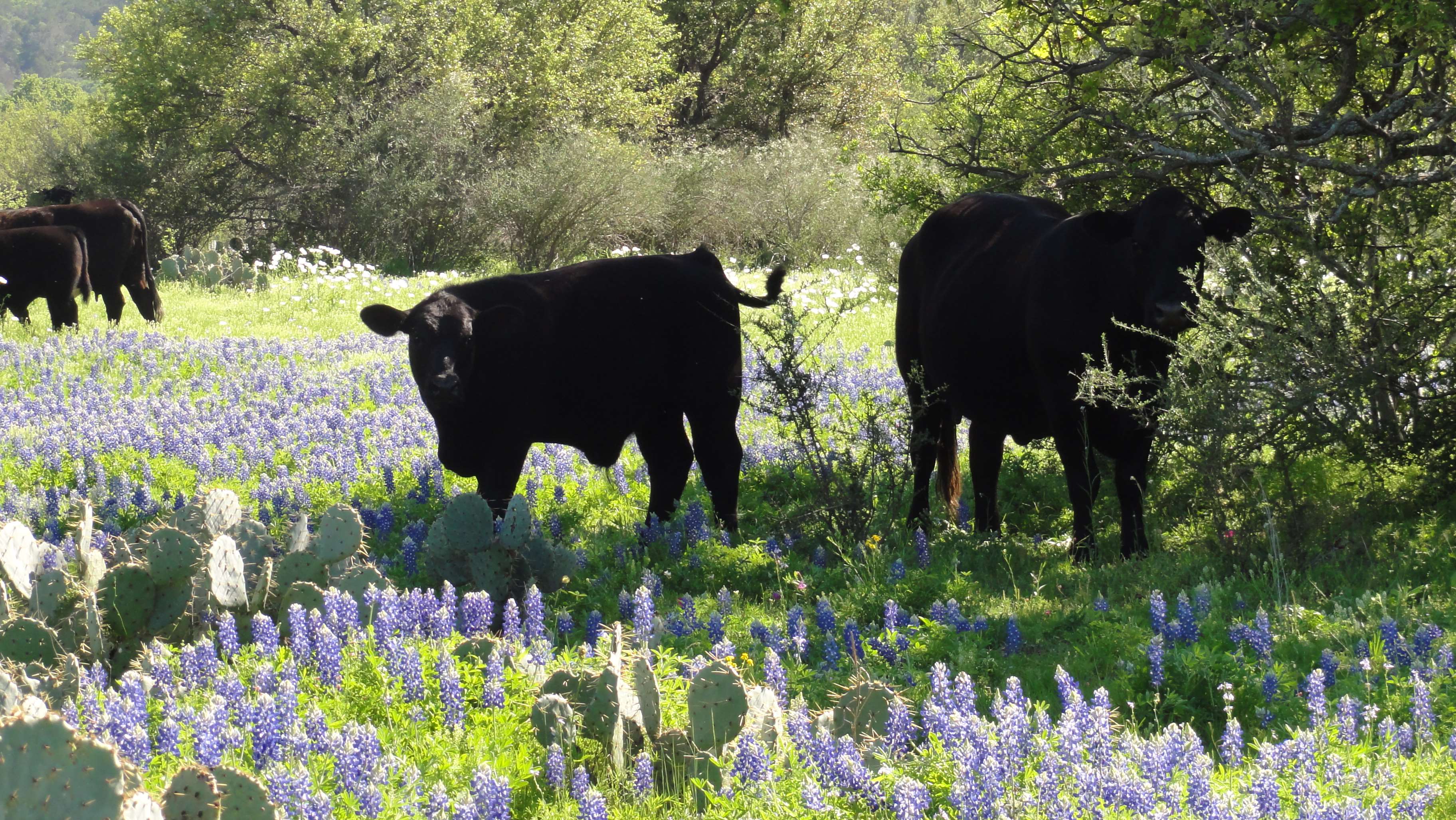 bluebonnets, cattle, flowers, spring, texas, wildflower