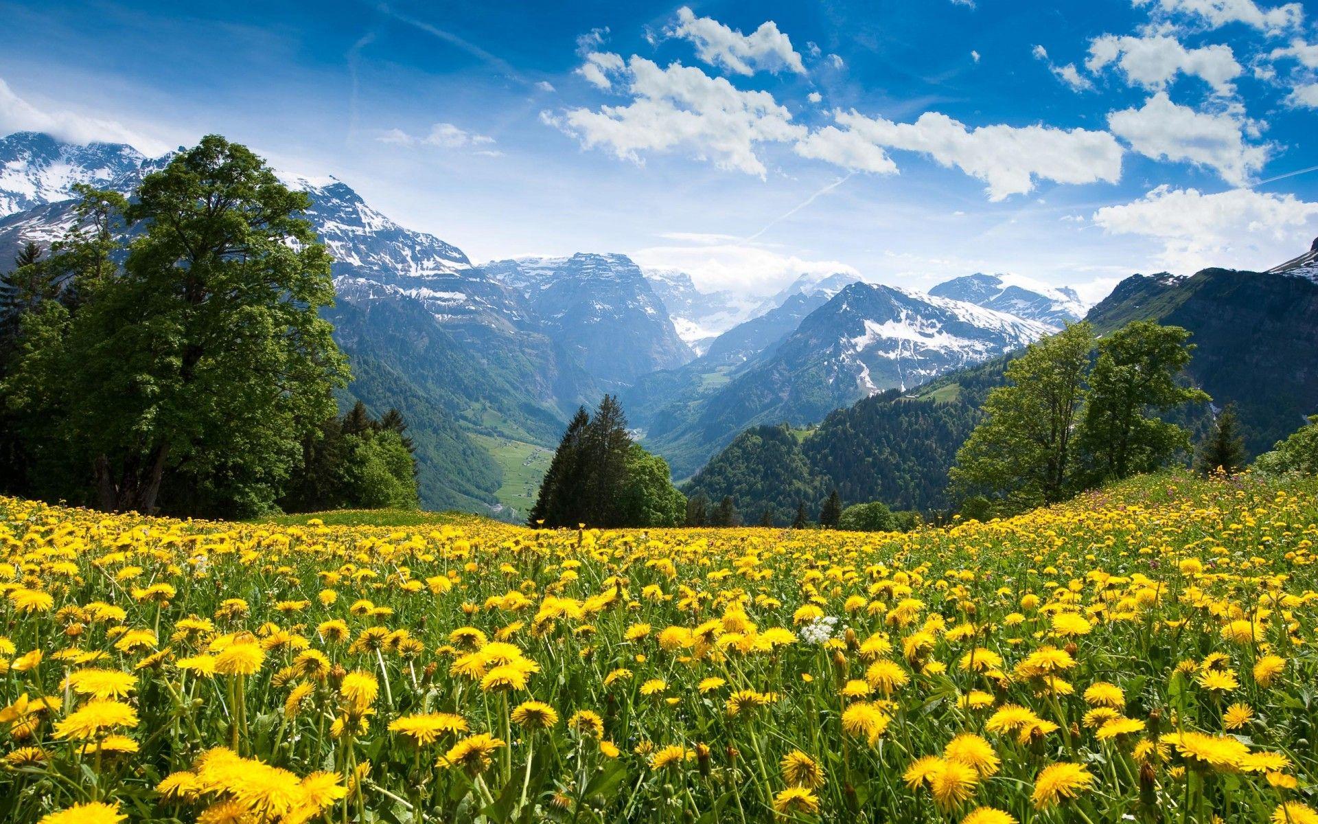 Alps Mountain By Flower Meadows. wildflowers. Scenery wallpaper