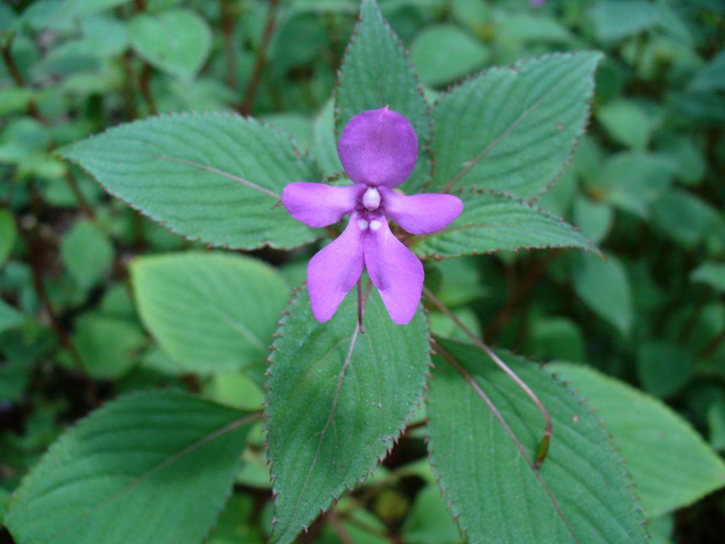 Floriography: The Meaning Of 13 Little Known Flowers