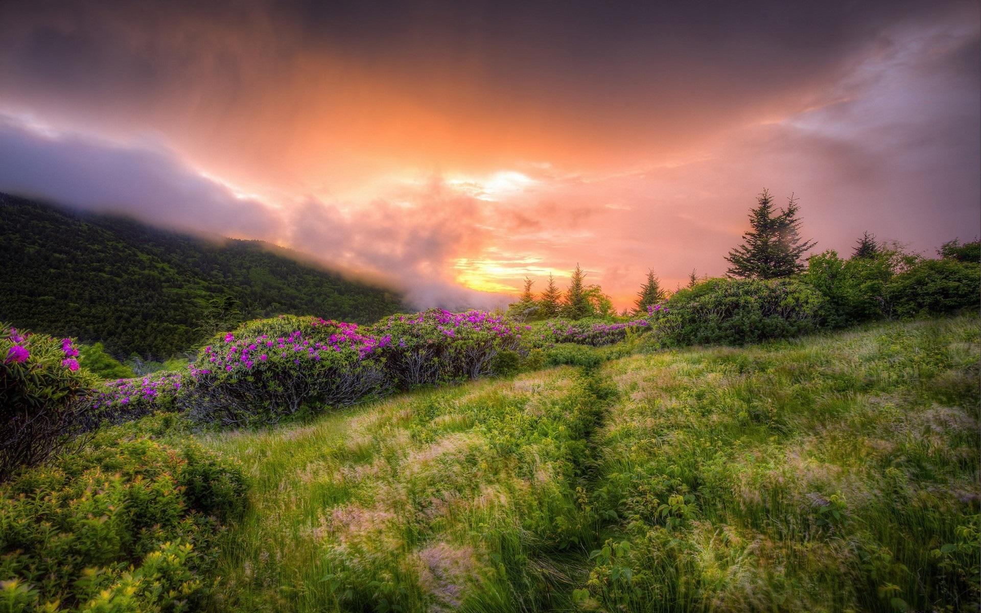 Wallpaper Wildflowers, grass, clouds, sunrise, fog 1920x1200 HD