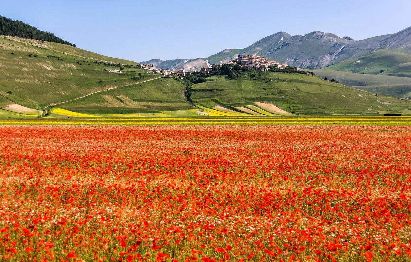 Wallpaper field, flowers, mountains, Maki, home, meadow, Italy