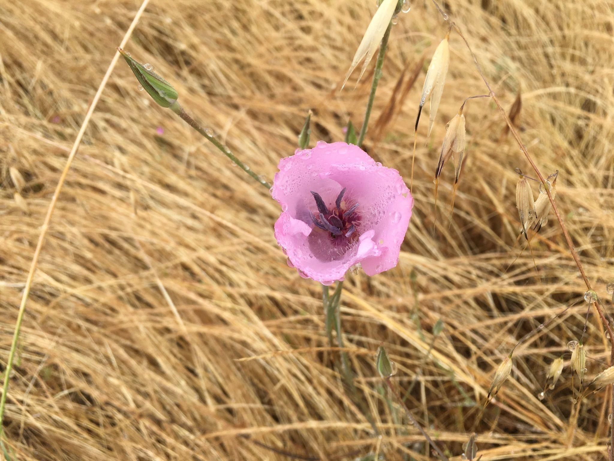 Best Wild Flowers Trails near Redlands, California