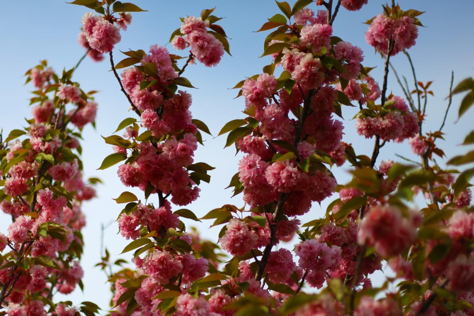 Flowers and regions: the plants that you can only admire in Italy