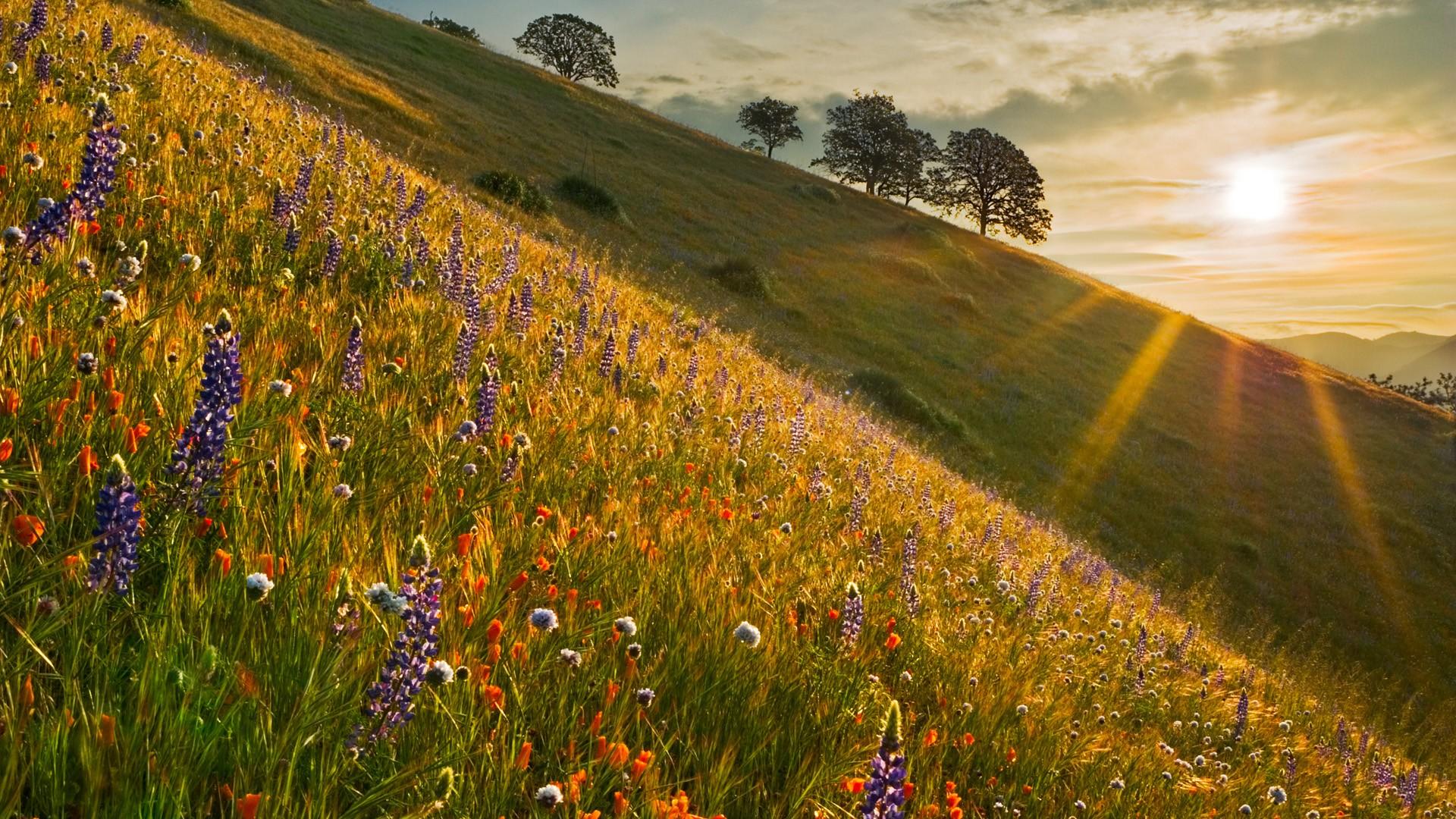 sunrise, California, wildflowers wallpaper