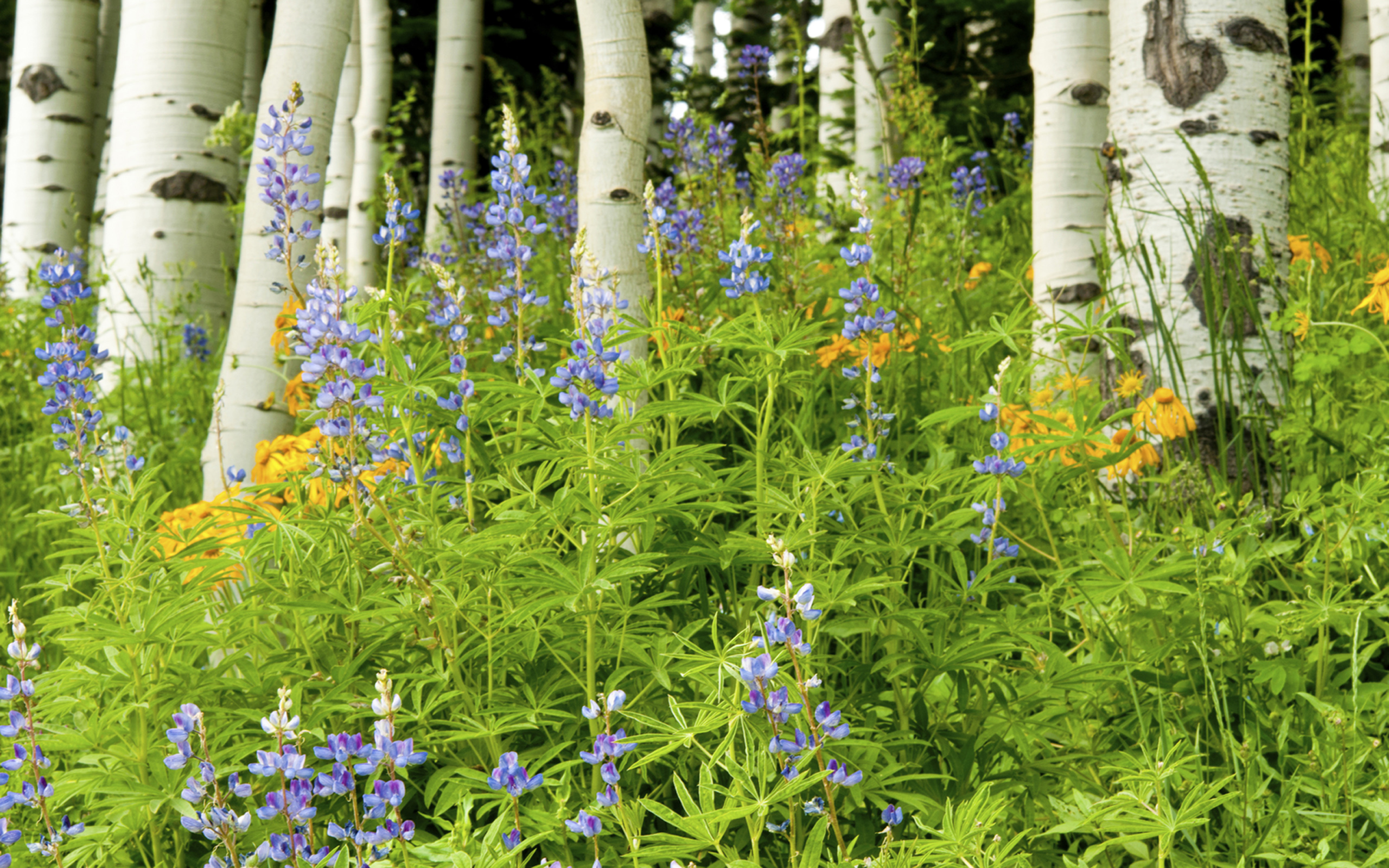 Aspens And Blooming On Wild Flowers In Colorado Beautiful Desktop
