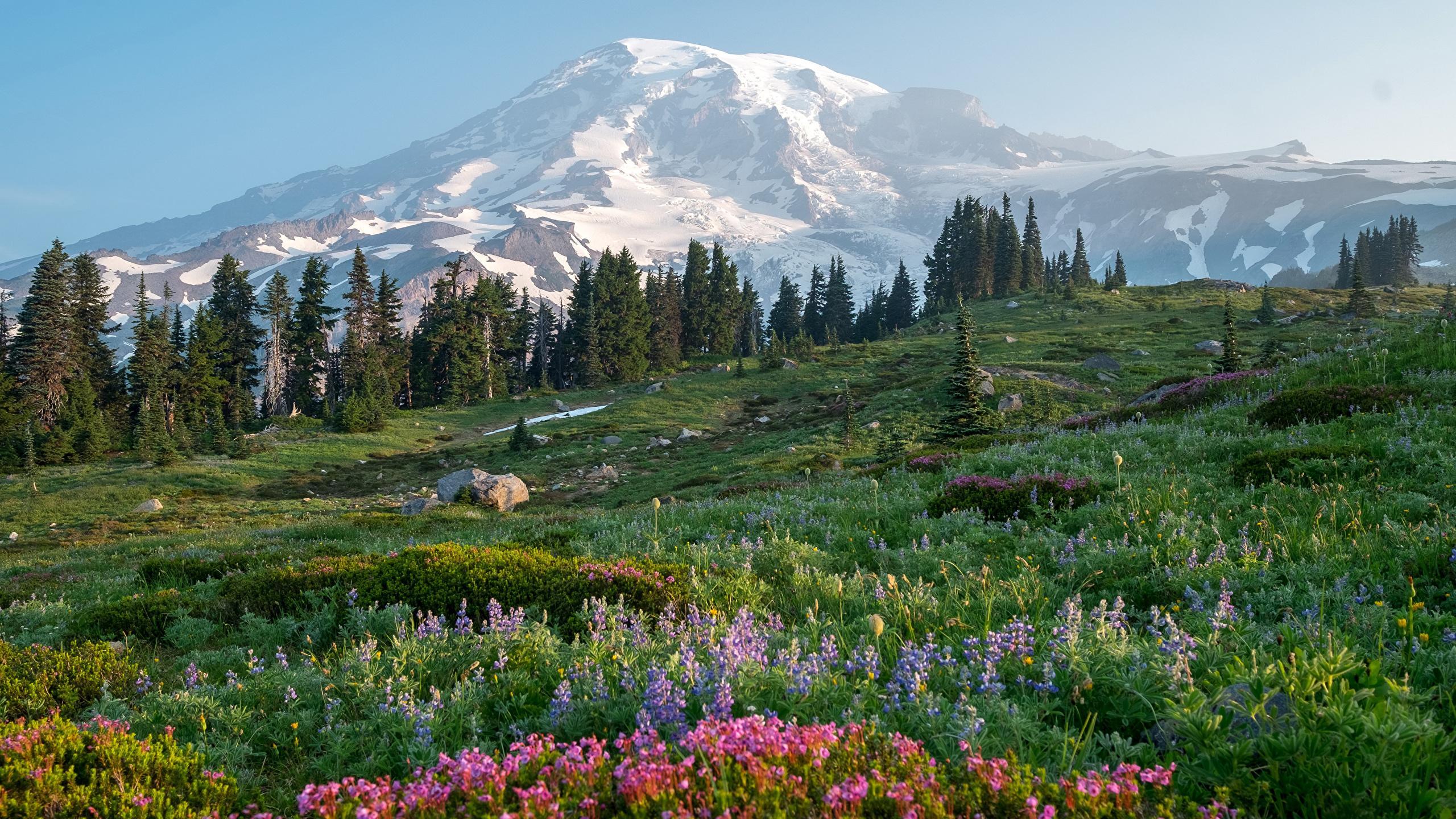 Desktop Wallpaper USA Mount Rainier National Park Nature 2560x1440