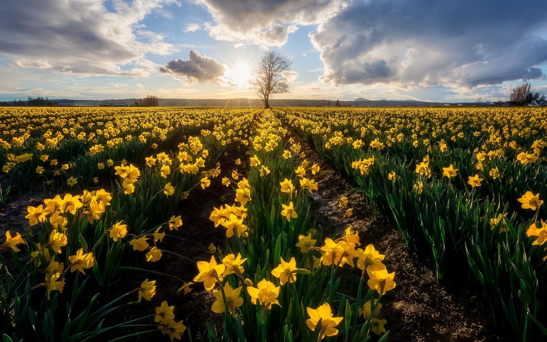 Download wallpaper daffodils, sunrise, morning, yellow wildflowers