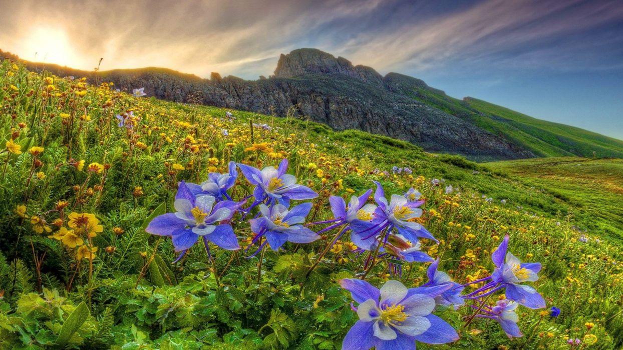 Mountain Wildflowers Fresh Grass Light Sunlight Shine Glow Sun Slope