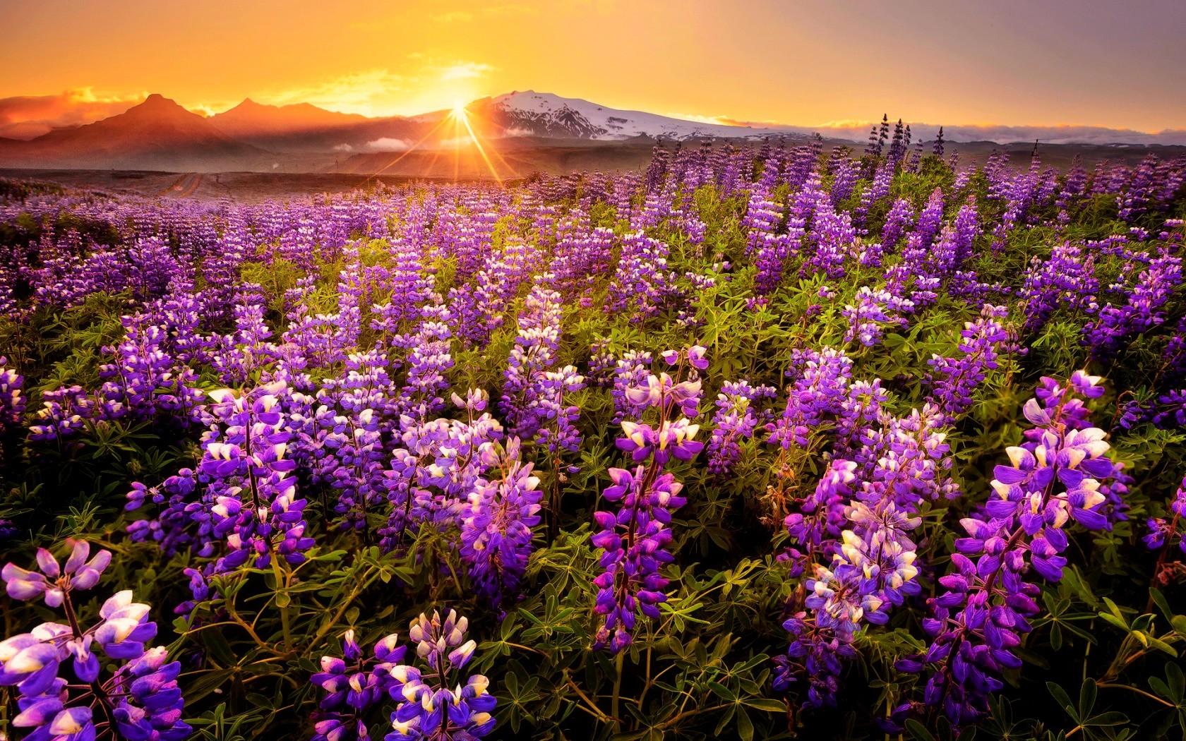 Sunsets: Sunset Field Sunlight Wildflowers Diery Glow Flowers