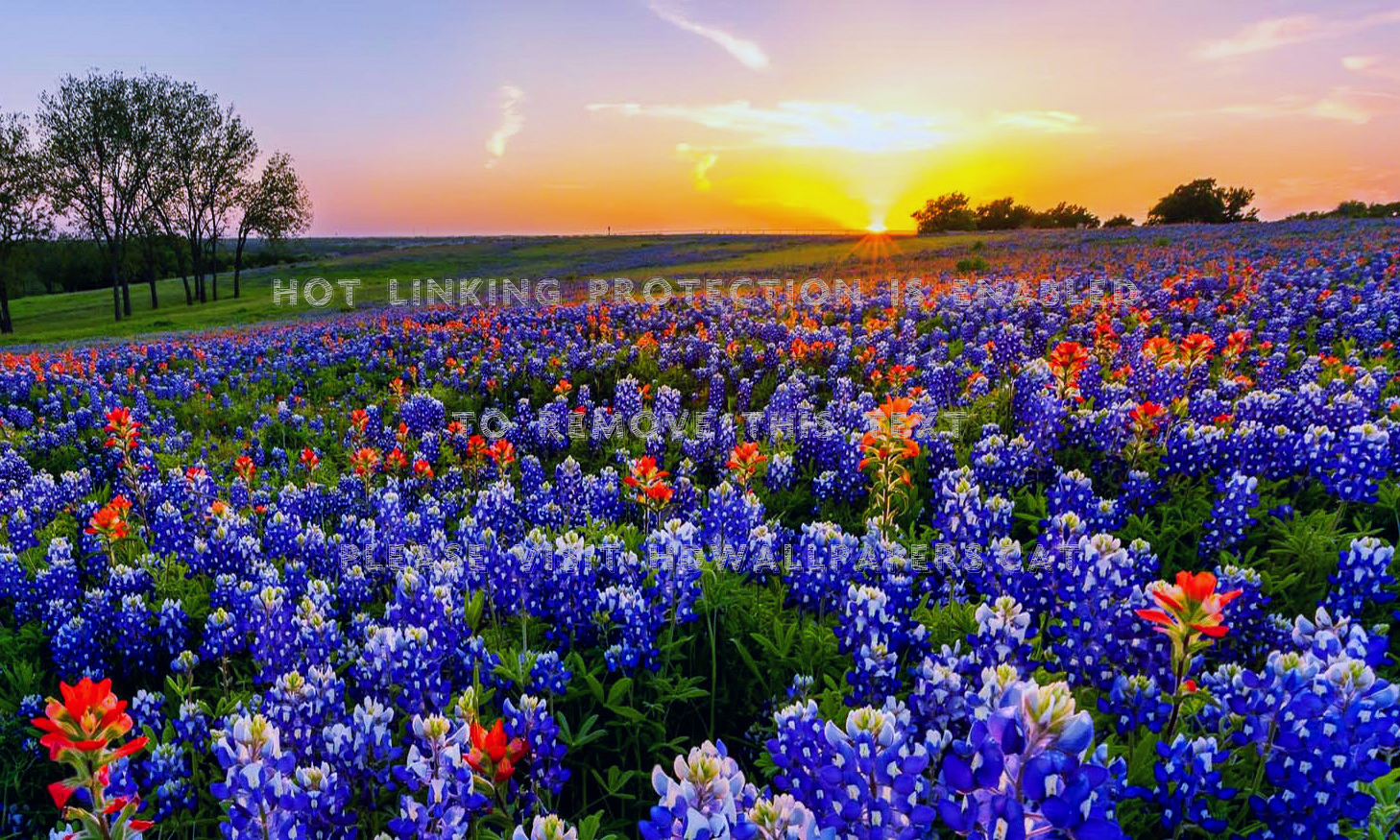 texas wildflowers sunrise sunset sky summer