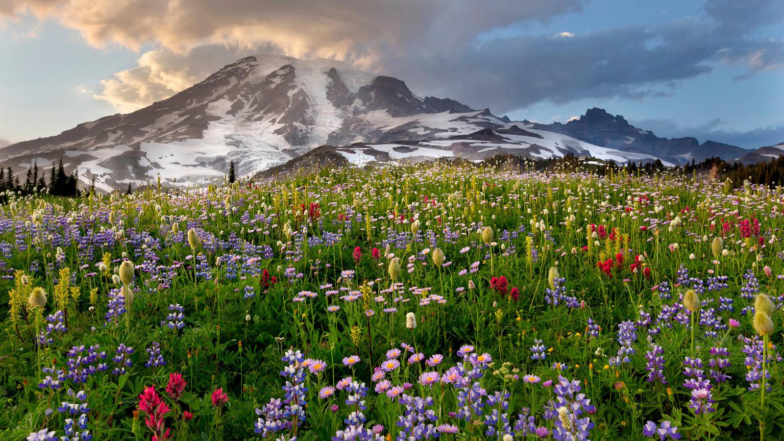 National Public Lands Day at Mount Rainier National Park · National