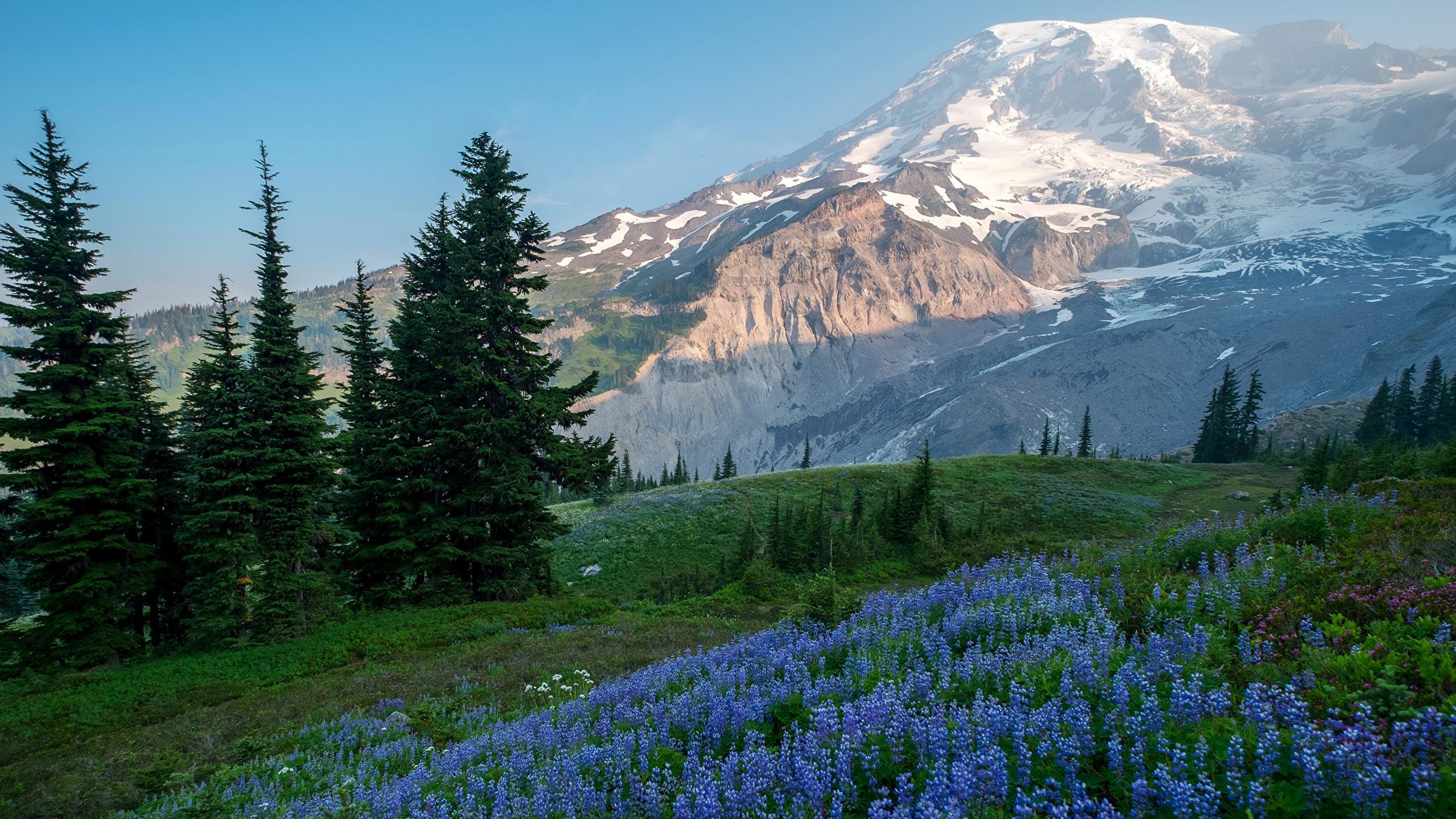 Desktop Wallpaper USA Mount Rainier National Park Nature 2560x1440
