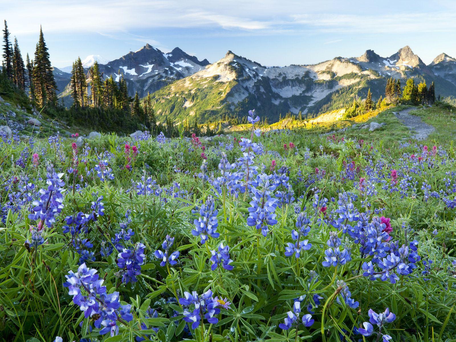 Wildflowers, Tatoosh Range at Sunrise, Mount Rainier National Park