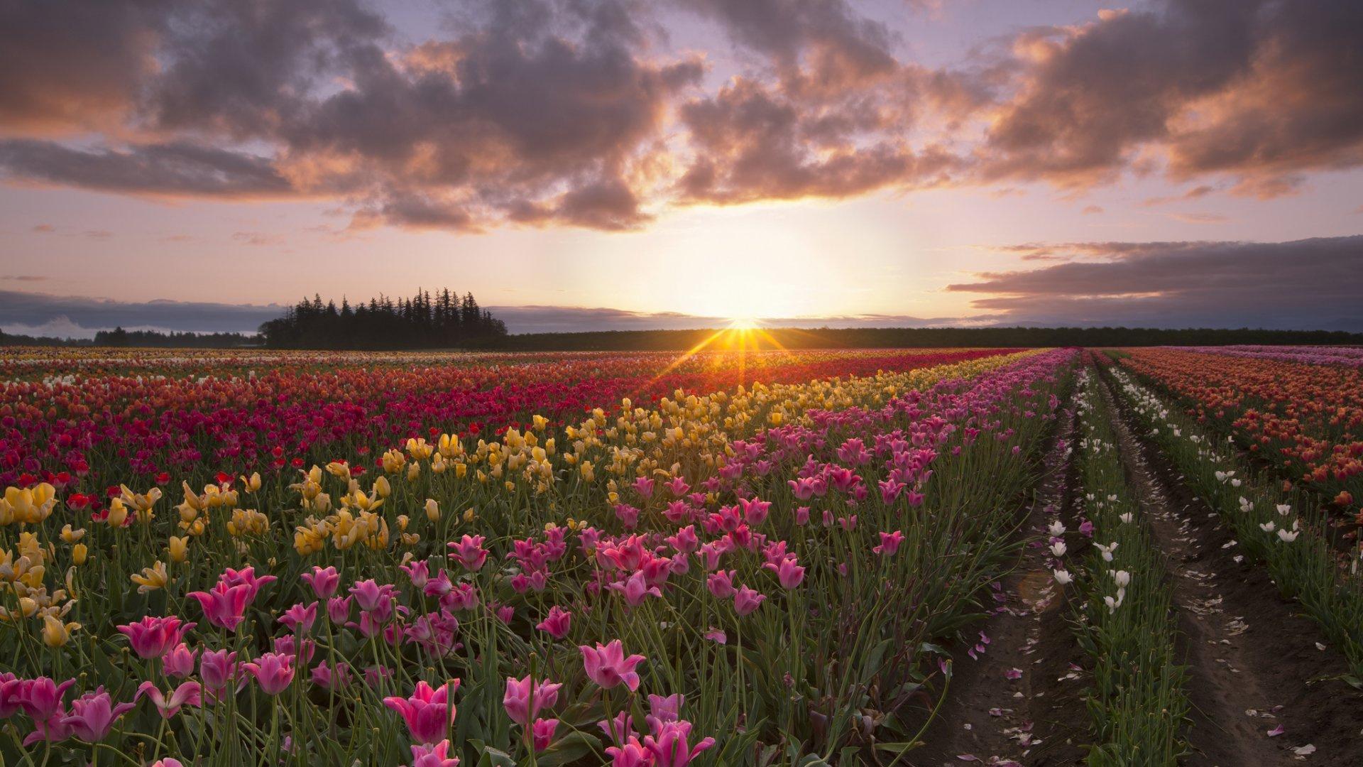 Spring, Wildflower, Flower, Tulips, Sunset Full HD, HDTV, 1080p 16:9