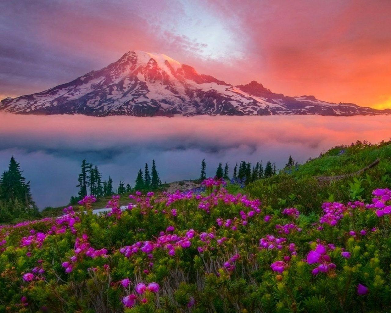 Mountain Landscape Spring Sunset Snowy Mountain Meadow Flowers Mount