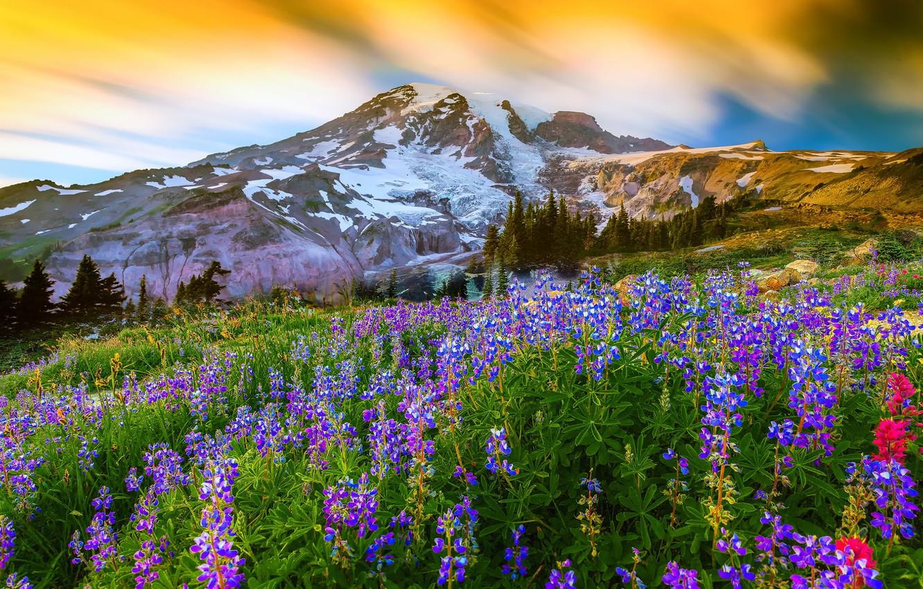 Wallpaper grass, flowers, nature, mountain, the volcano, top