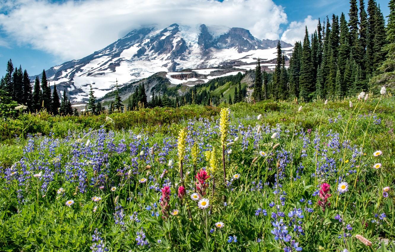 Wallpaper trees, flowers, mountain, meadow, Mount Rainier National