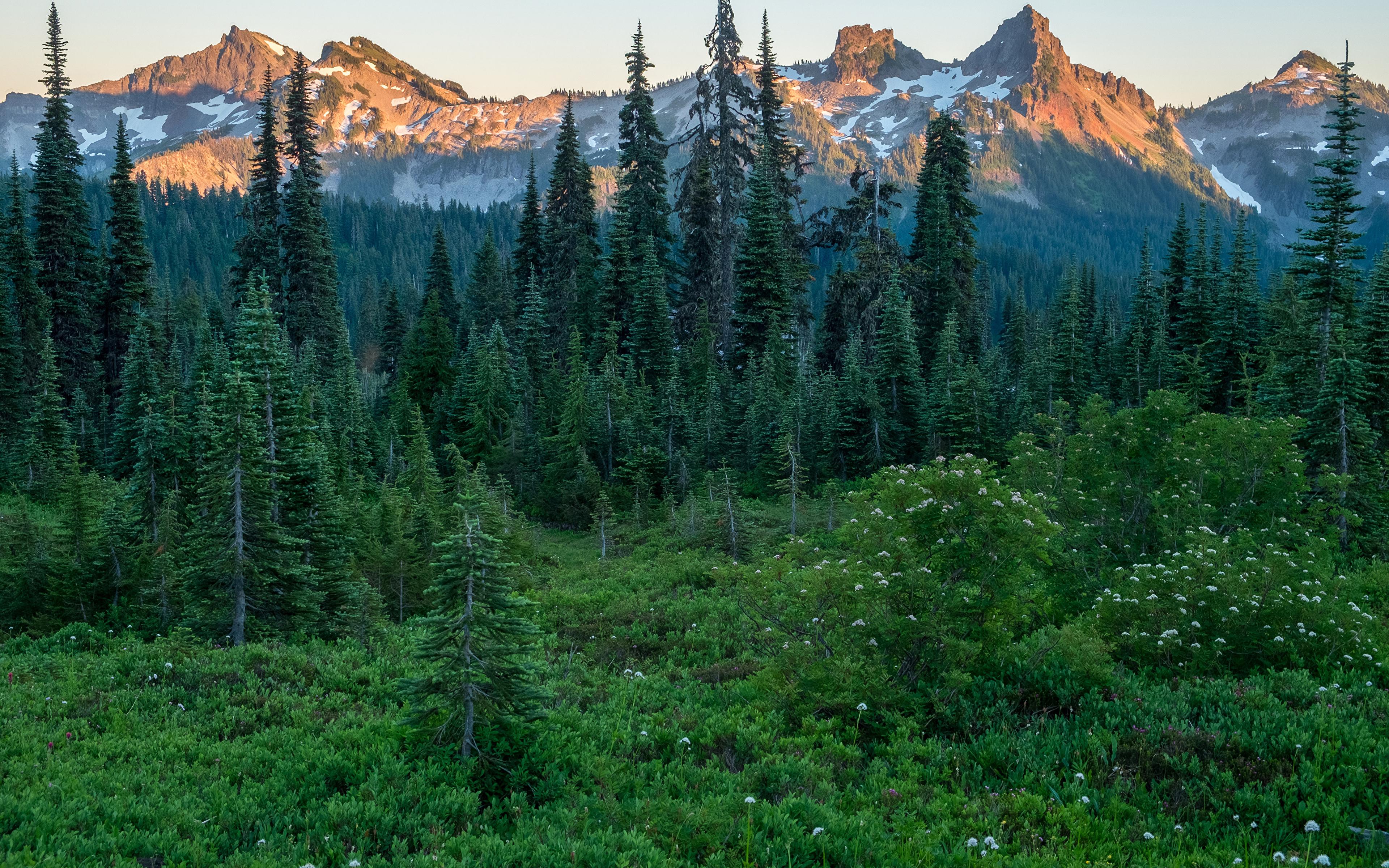 Wallpaper USA Mount Rainier National Park Nature Spruce 3840x2400