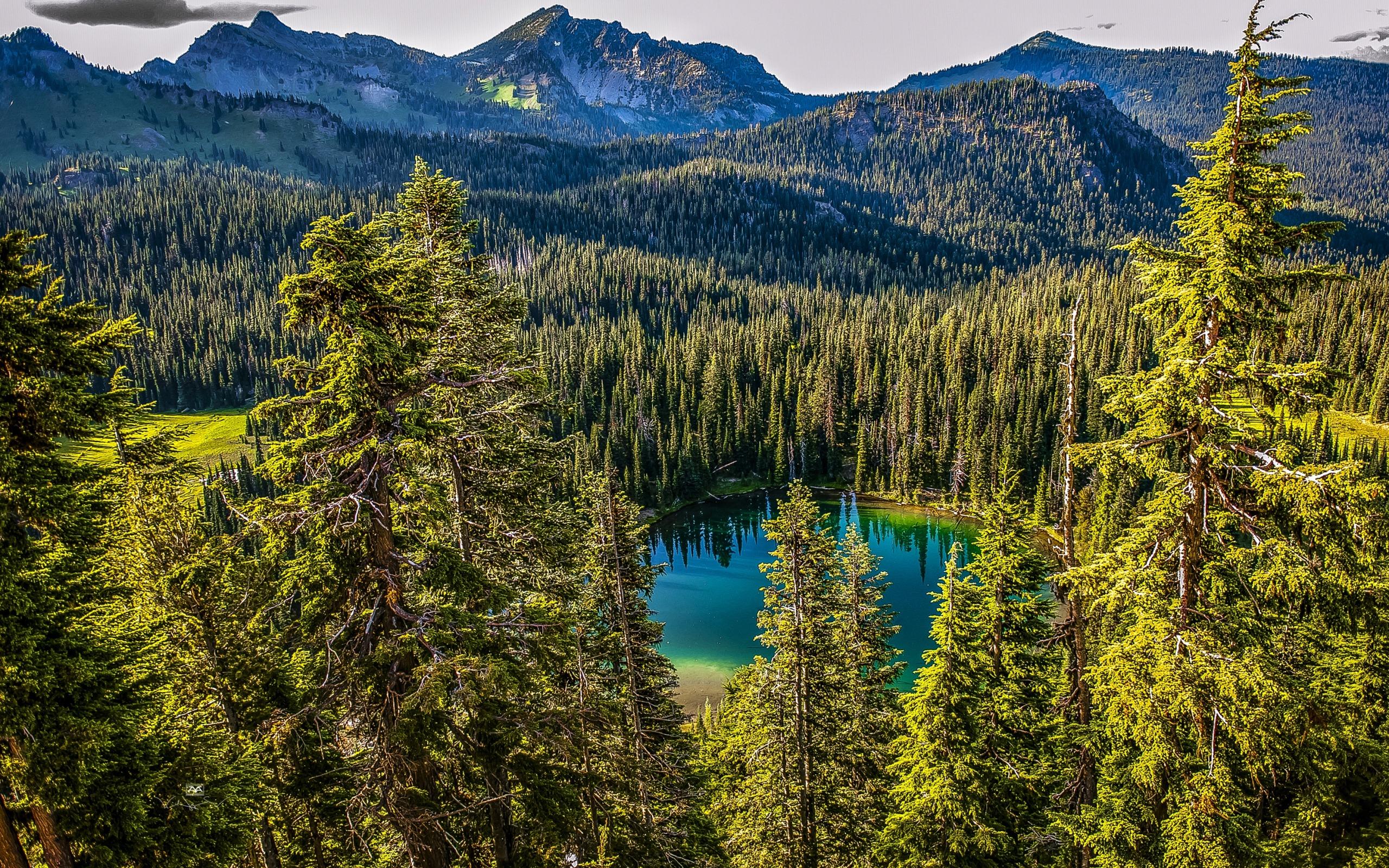 Download wallpaper Forest lake, mountains, forest, mountain lake