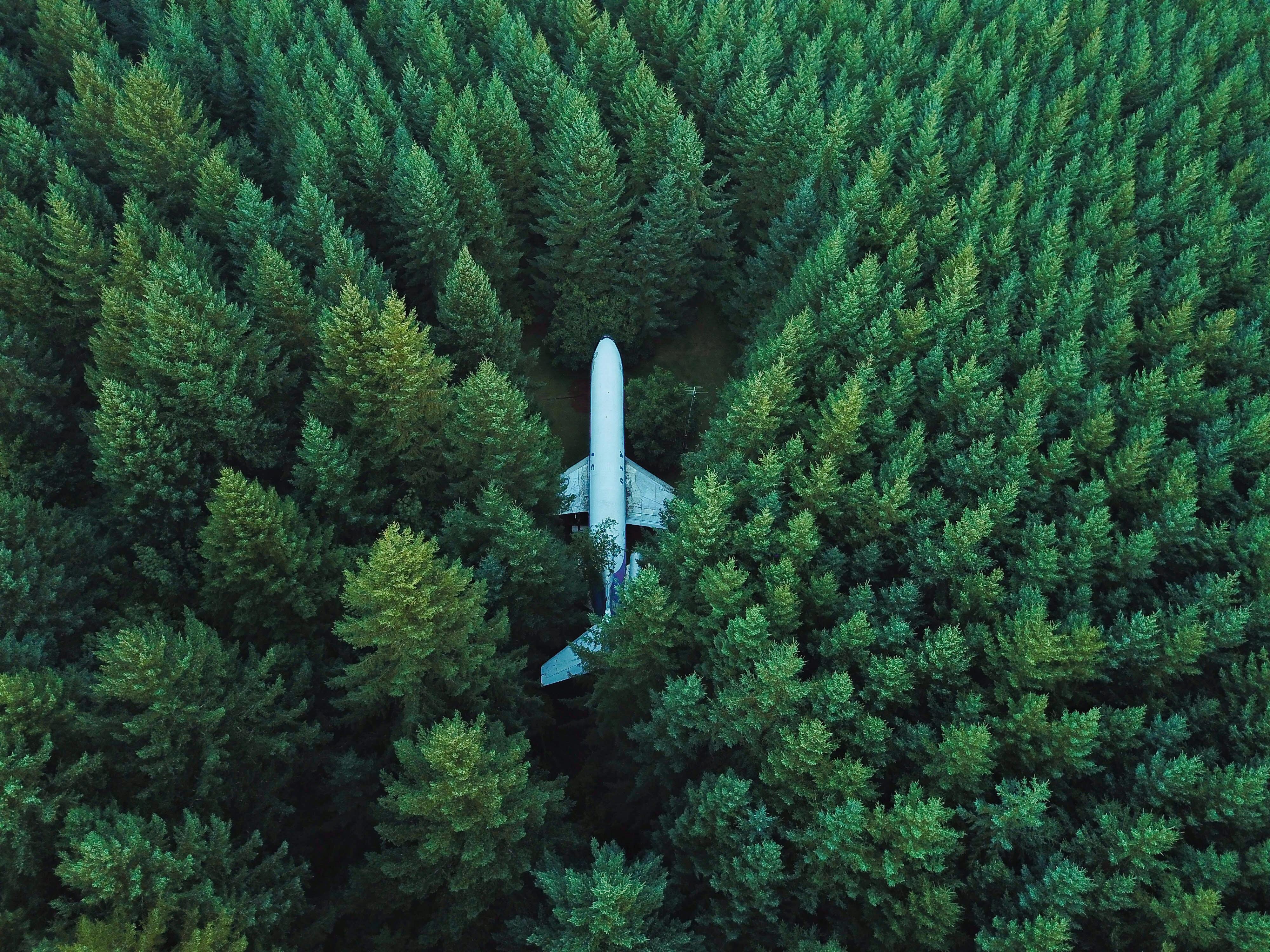 Plane In Middle Of Forest 4k, HD Planes, 4k Wallpaper, Image