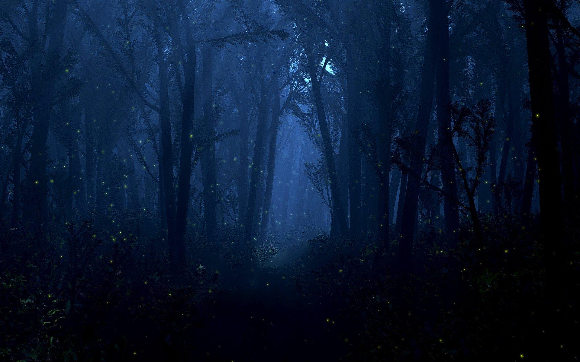 Into the Forest of Fireflies' Light Wallpaper and Background Image