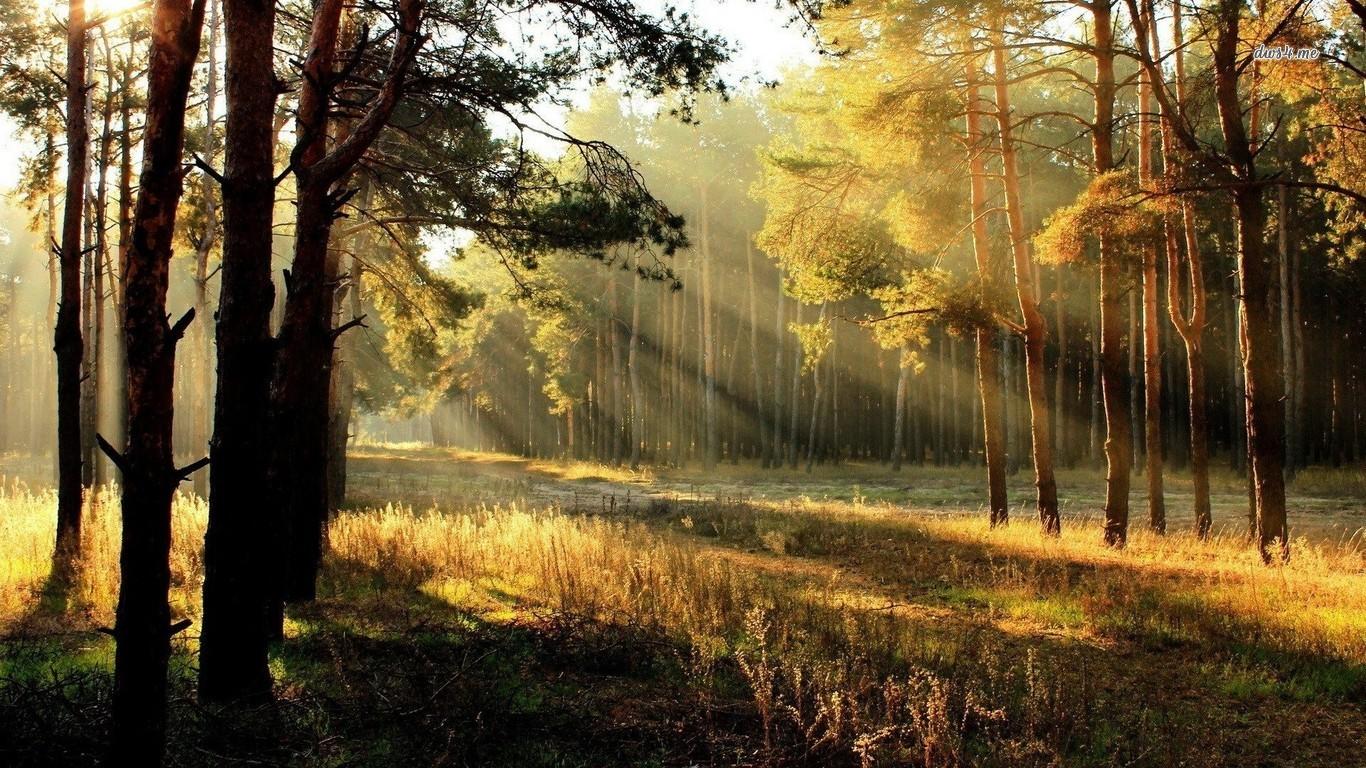 Sunrise in the forest wallpaper wallpaper