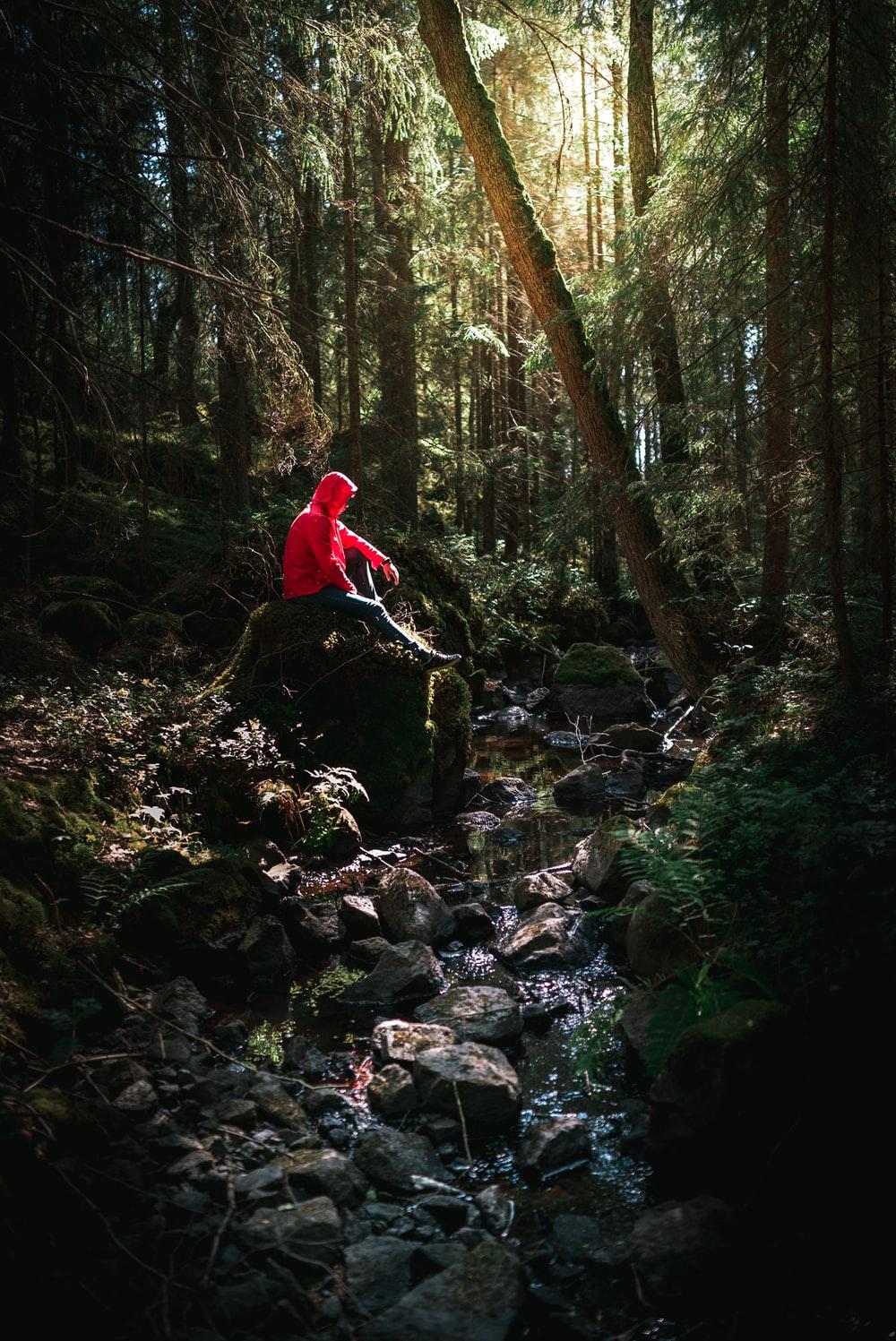 Forest Wallpaper [Free Download!]. best free wallpaper, forest