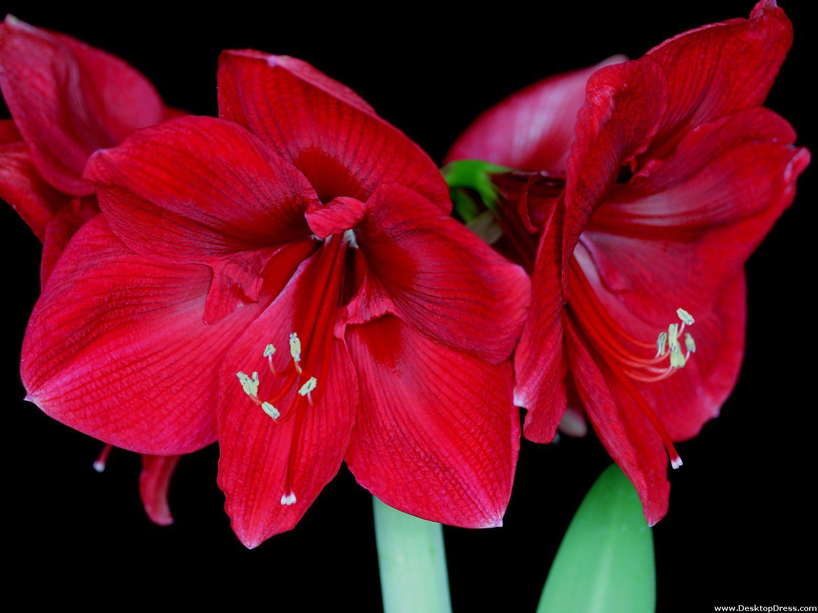 Amaryllis Mix Wallpapers - Wallpaper Cave