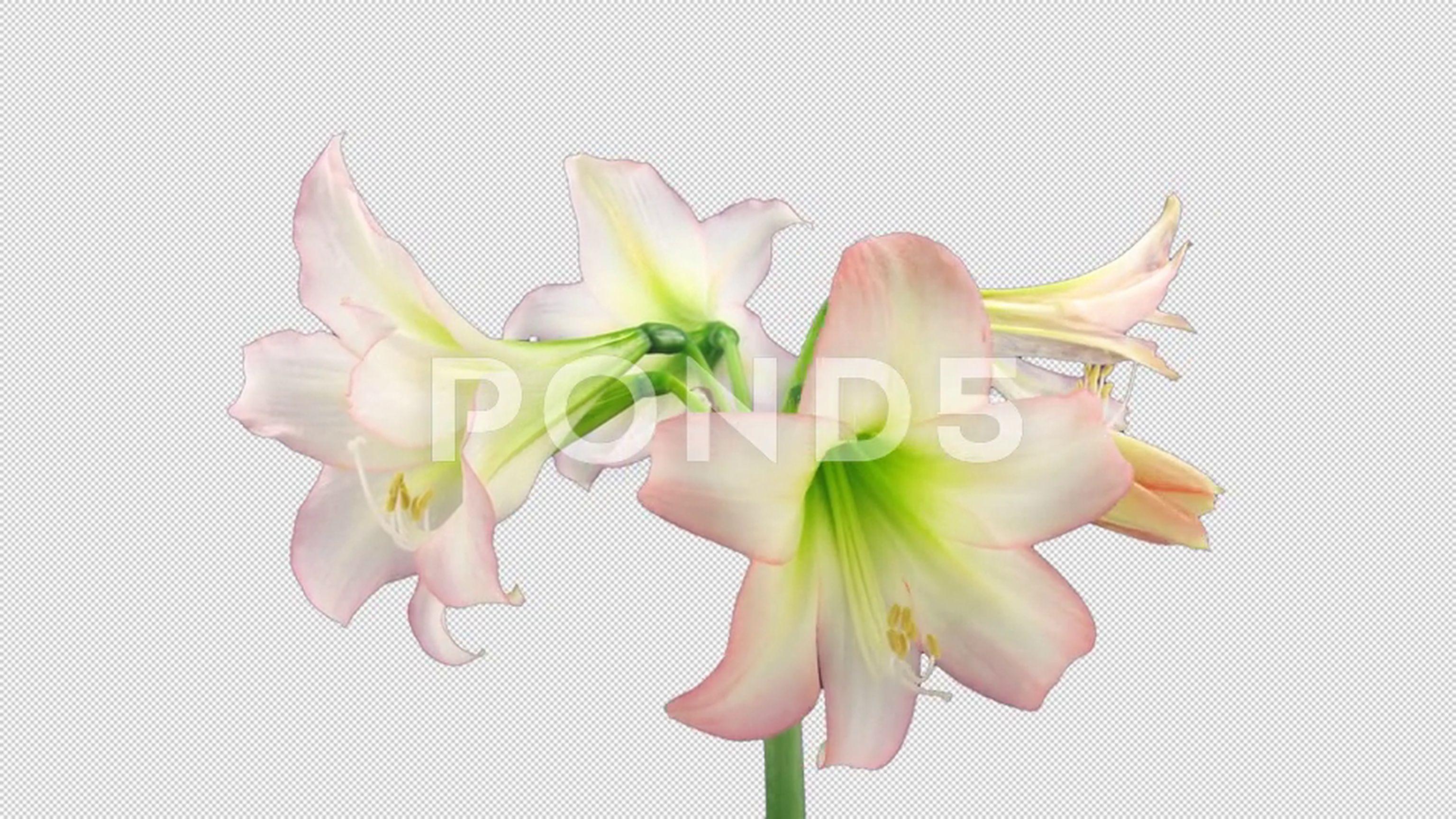 Time Lapse Of Opening Amaryllis Trentino Christmas Flower
